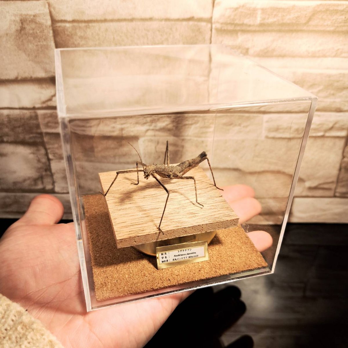 昆虫標本】トゲナナフシ 立体標本仕上げキューブケース展示 | 苔丸