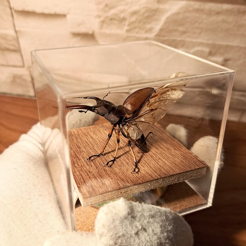 【外国産蝶標本】アスタコイデスノコギリクワガタ♂/貴州省.徳江県産/37mm 外国産蝶標本】アスタコイデスノコギリクワガタ♂/貴州省.徳江県