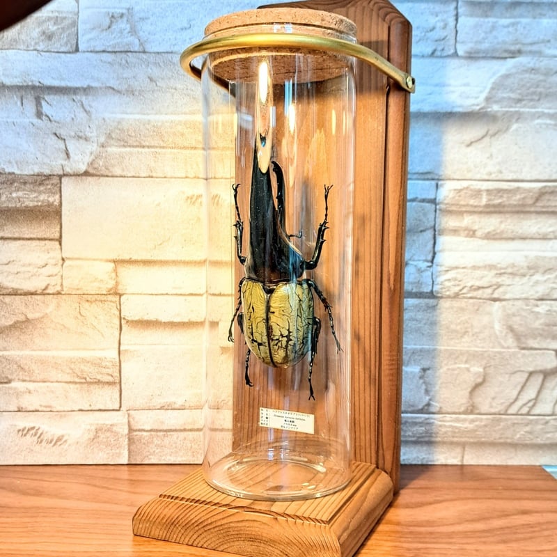 1点もの【昆虫標本】(極太血統)ヘラクレスオオカブト♂122.8mm 学術型