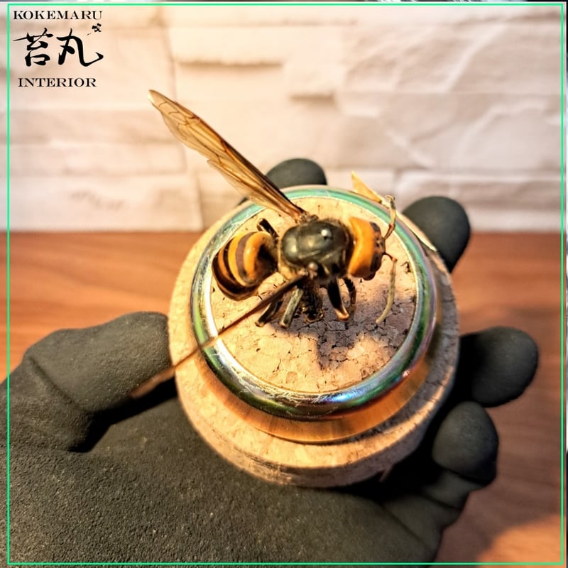 【昆虫標本】オオスズメバチ♀ミツバチ捕獲瞬間飛翔仕上げ ガラスドーム展示 昆虫標本】オオスズメバチ♀ミツバチ捕獲瞬間飛翔仕上げ ガラス