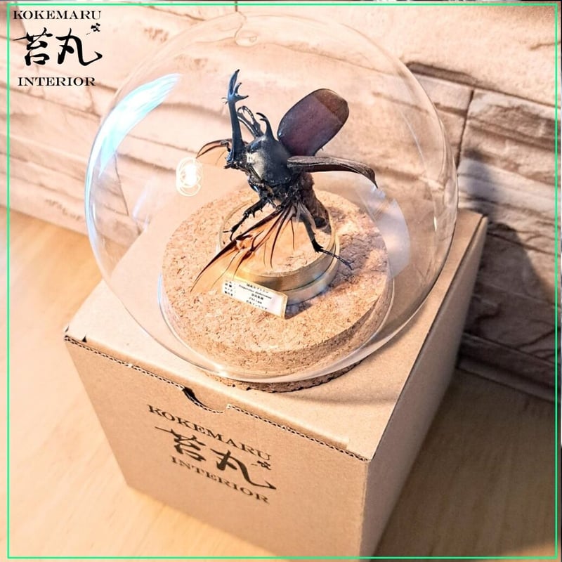 昆虫標本】国産カブトムシ♂64.1mm飛翔型ガラスドーム展示 | 苔 昆虫標本】国産カブトムシ♂64.1mm飛翔型ガラスドーム展示 | 苔
