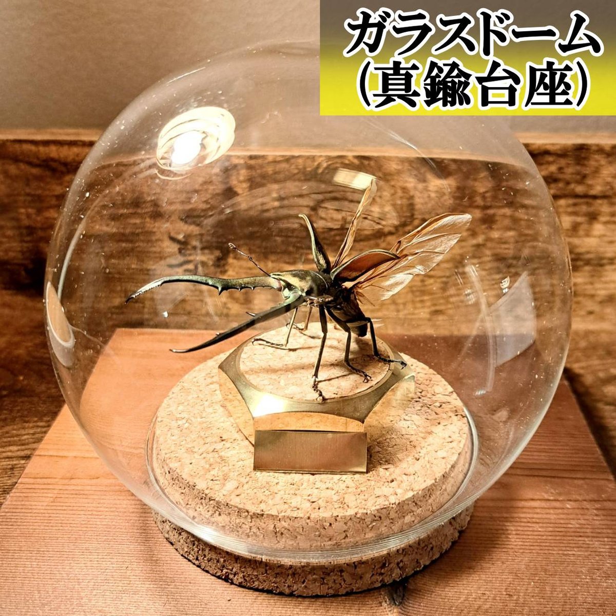 オプション選択可商品】＜定番＞メタリフェルホソアカクワガタ