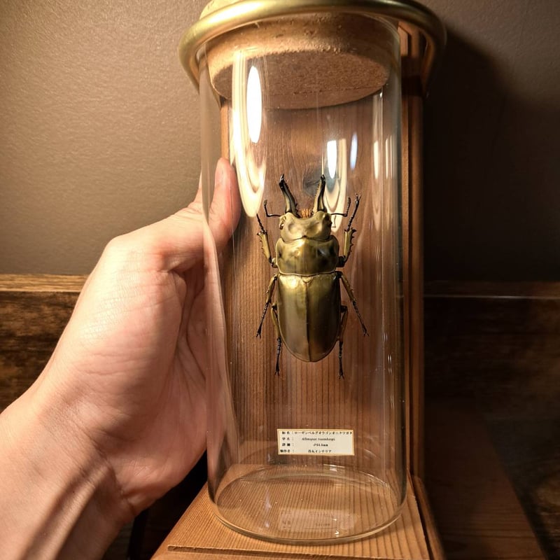 昆虫標本】ローゼンベルグオウゴンオニクワガタ♂64.6mm