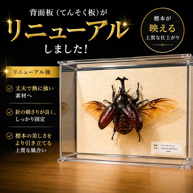 本格標本キット】初心者OK｜昆虫標本が自宅で作れる｜動画解説付き