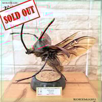 HYOHON『角』15】タランドゥスオオツヤクワガタ♂83.7mm | 苔丸