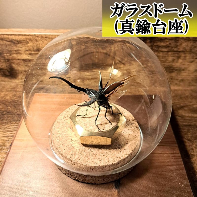 オプション選択可商品】＜定番＞メタリフェルホソアカクワガタ(レア