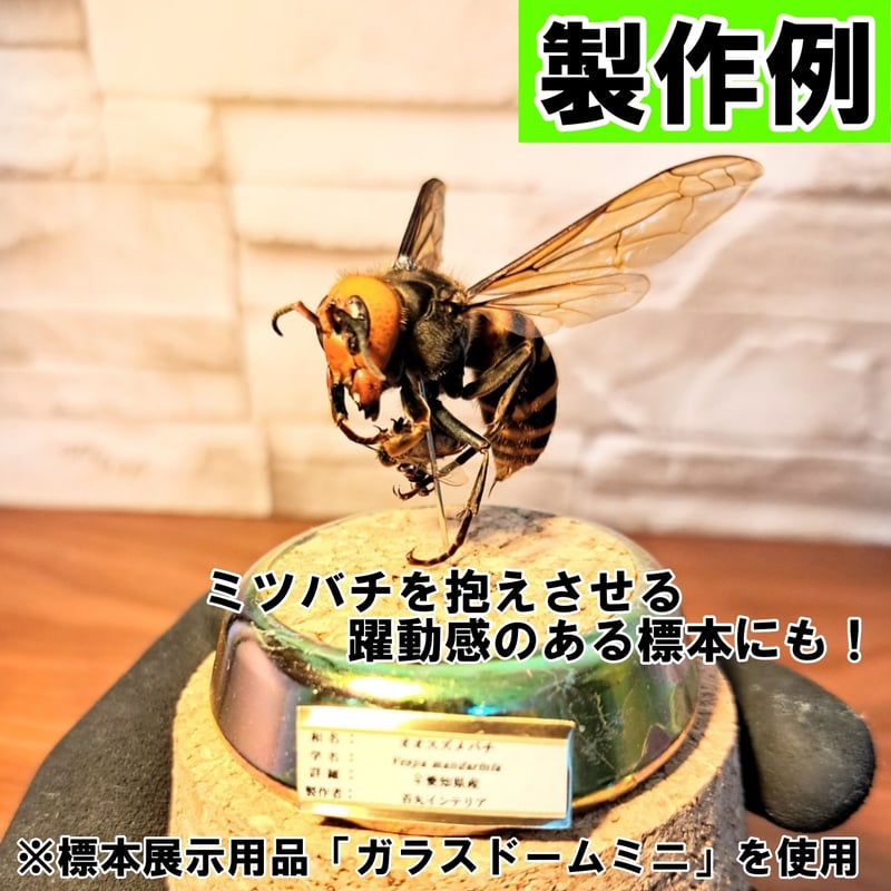 標本用死虫 ※送料込み】オオスズメバチ B品 未展足個体 | 苔丸