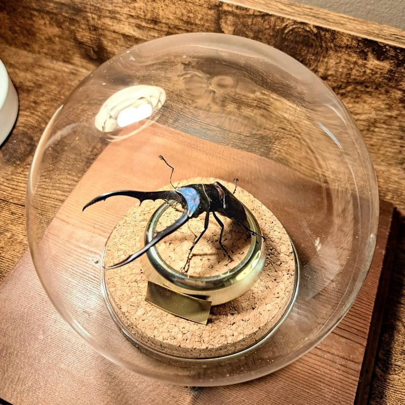 オプション選択可商品】＜定番＞メタリフェルホソアカクワガタ(レア