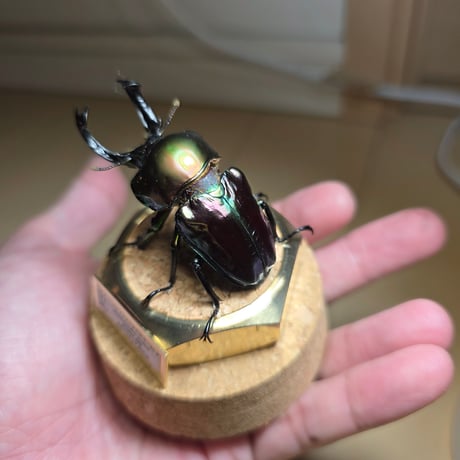 【HYOHON-球(kyu)-】ニジイロクワガタ♂(ピカール)-Phalacrognathus muelleri-