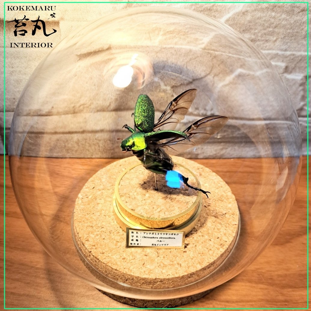 昆虫標本】アシナガミドリツヤコガネ飛翔仕上げ 美麗種ガラス