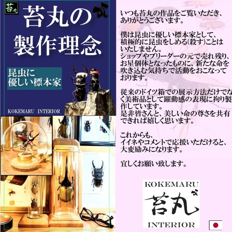 1点もの【昆虫標本】国産カブトムシ♂70.1mm飛翔型ガラスドーム 1点もの【昆虫標本】国産カブトムシ♂70.1mm飛翔型ガラスドーム