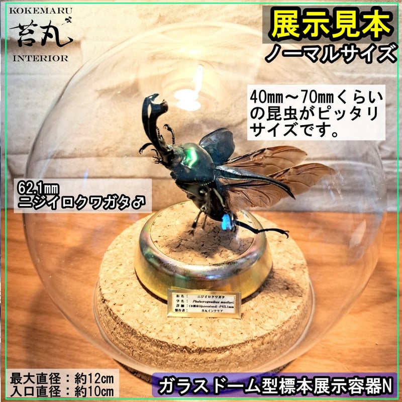 ガラスドーム型展示ケース(M)】直径12㎝ 針刺しコルク台座付き | 苔丸