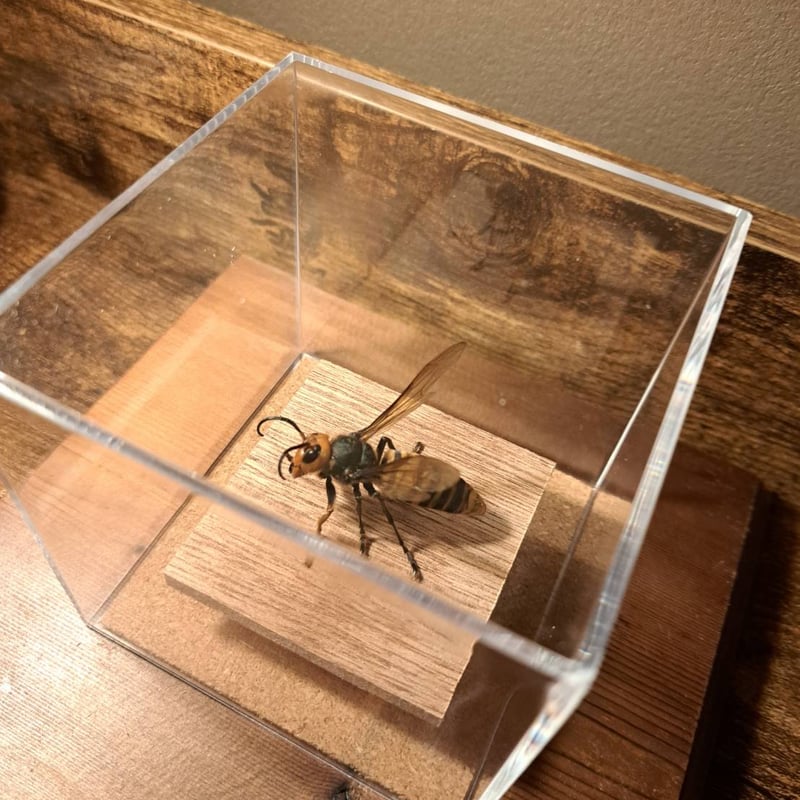 ハチ 標本 透明ケース入り 簡単】自由研究におすすめ！100均道具で作る
