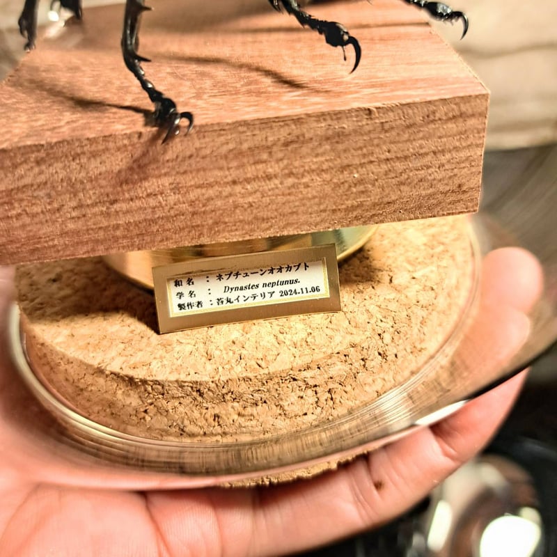 大型ネプチューンオオカブト標本 初売り】 大型のネプチューンオオカブト飛翔標本の製作依頼が