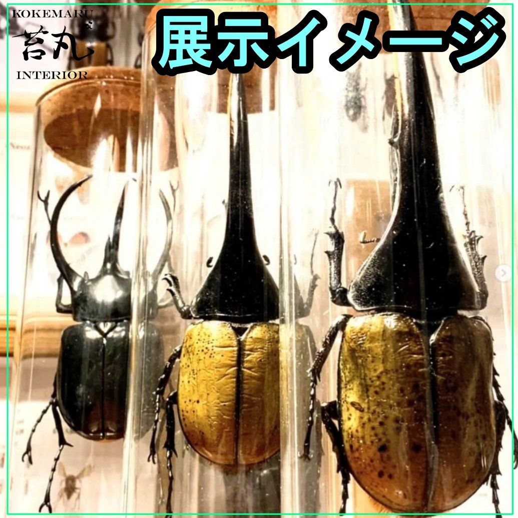 標本用品】標本展示インテリアガラス容器(苔丸オリジナル 大サイズ