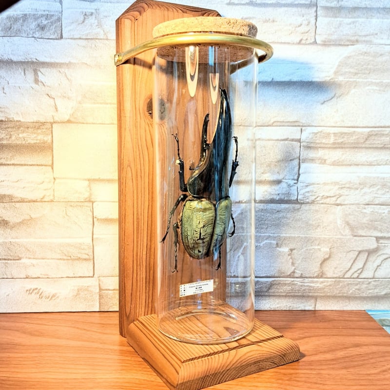 ヘラクレスオオカブト　154mm 標本 ラグジュアリー【昆虫標本】(極太血統)ヘラクレスオオカブト♂134.8mm