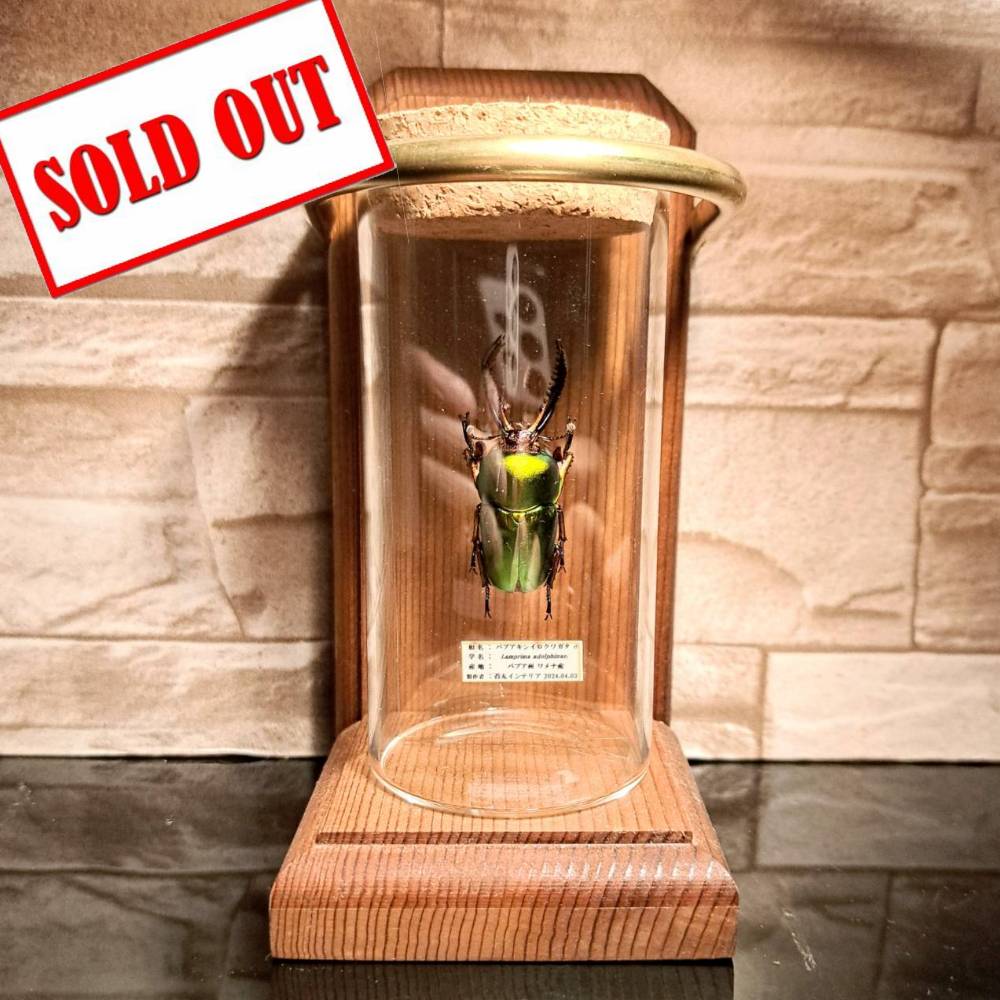 昆虫標本】パプアキンイロクワガタ♂ 小サイズインテリア標本瓶展示