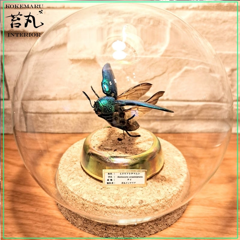 残り在庫1点【昆虫標本】ミドリフトタマムシ サイズフリー 飛翔