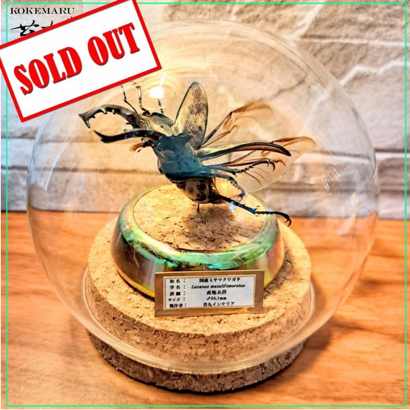 エレガンスクワガタ 標本 【公式通販】