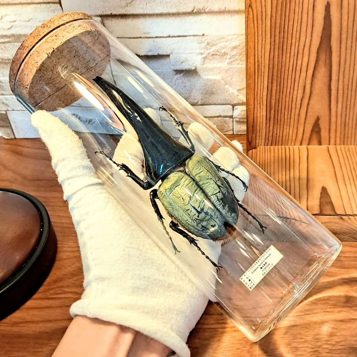 ラグジュアリー【昆虫標本】(極太血統)ヘラクレスオオカブト♂134.8mm