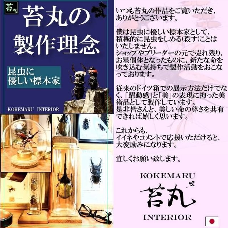 標本】ダイオウサソリ120mmUPインテリア瓶(大)展示 ※木製展示土台付