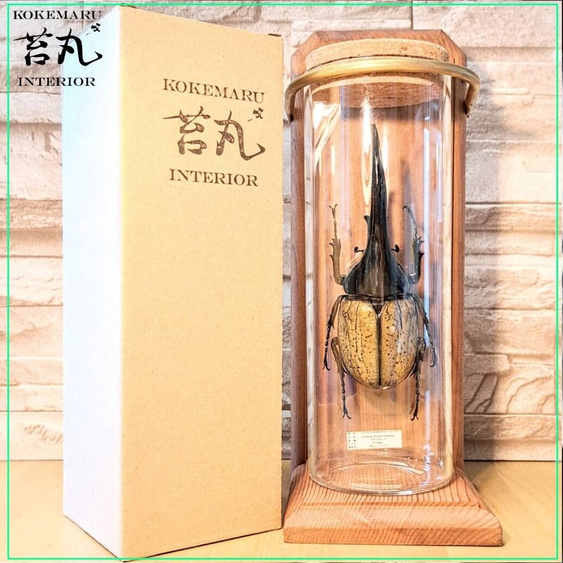 昆虫標本】ヘラクレスオオカブト(ヘラヘラ)♂140mmインテリア瓶(大