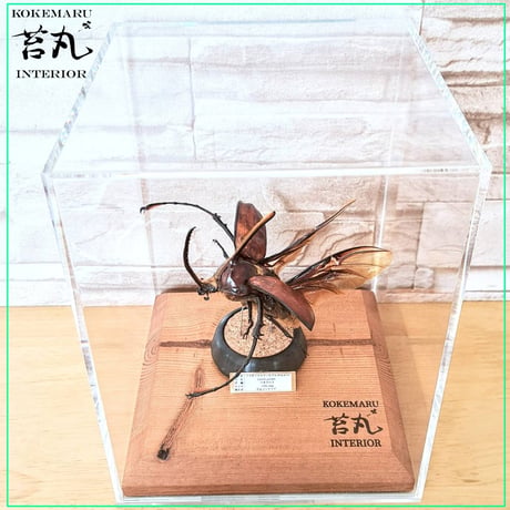 １点もの【昆虫標本】ゴロファ・ポルテリ♂94.1mm飛翔 透明ケース展示