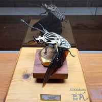 HYOHON『角』s20】ヘラクレスオオカブト♂142.3mm 立体標本立体飛翔