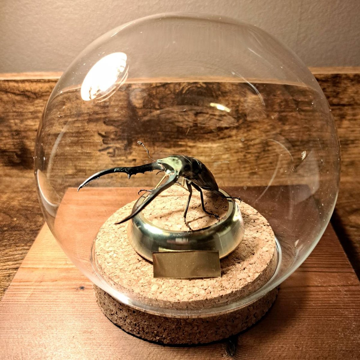 メタリフェルホソアカクワガタ 標本 fit=scale-down,w=1200