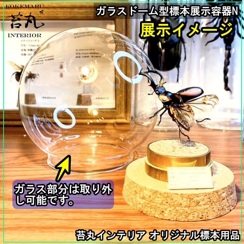 ガラスドーム型展示ケース(L)】直径15㎝ 針刺しコルク台座付き | 苔丸