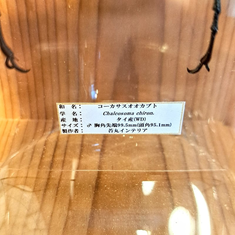 1点もの【昆虫標本】(レア品)コーカサスオオカブト♂単体99.5mmタイ産