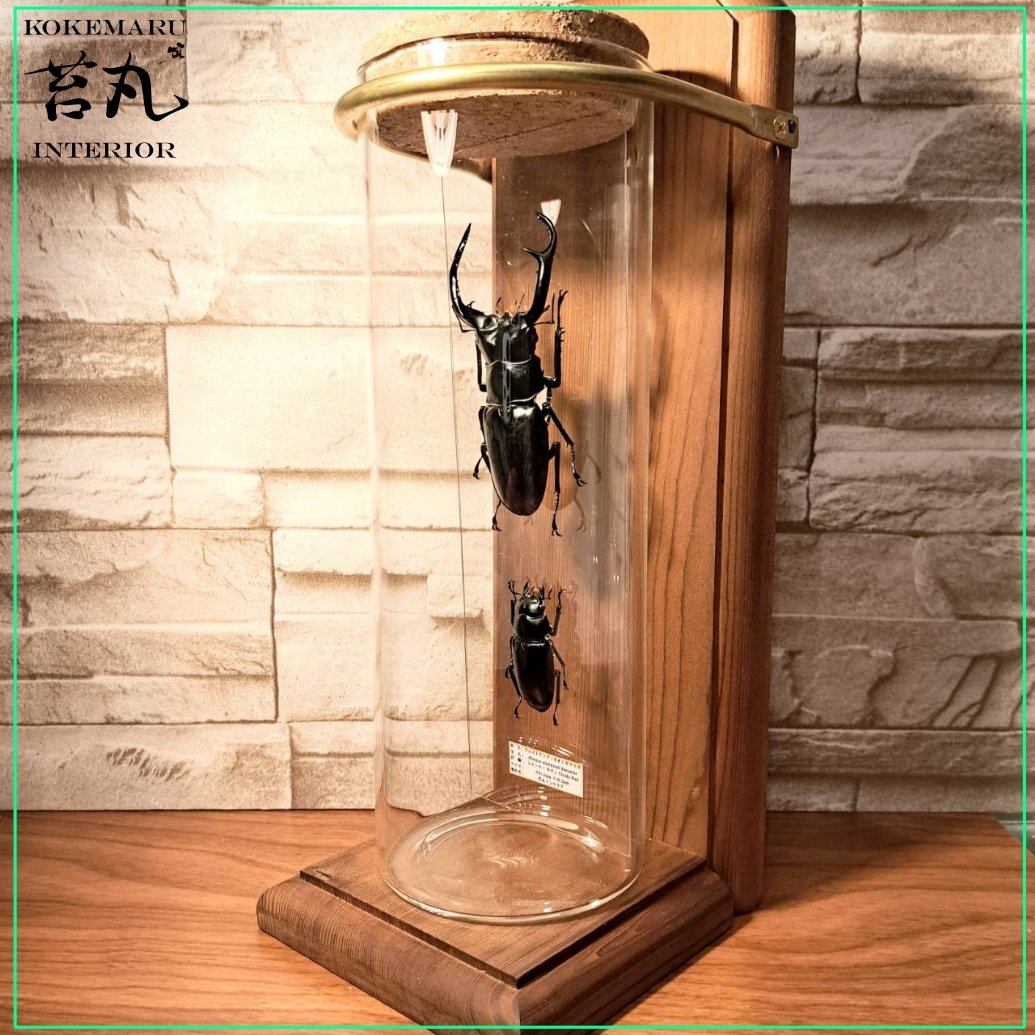 【野外個体標本】ウエストウッディオオシカクワガタ　亜種カズミアエ　約66mm ウエストウッディオオシカクワガタ(亜種カズミアエ) – タグ 