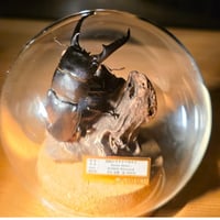 【HYOHON-球(kyu)-】国産ヒラタクワガタ♂(Dorcus titanus.)