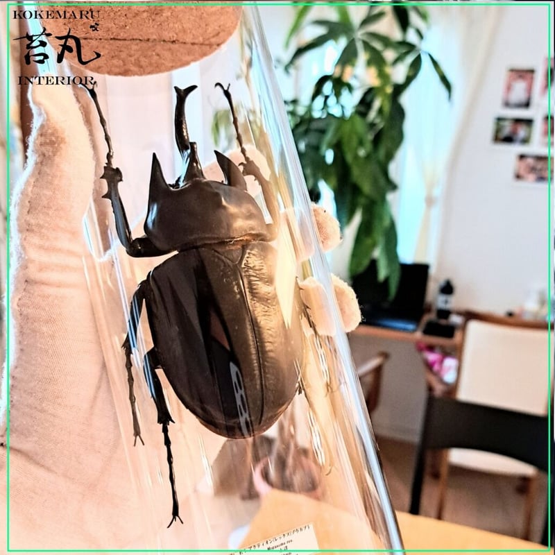 レックス(アクティオン)ゾウカブト　標本用　♂118mm ♀82mm アクタエオンゾウカブト/アクティオンゾウカブト（レックス