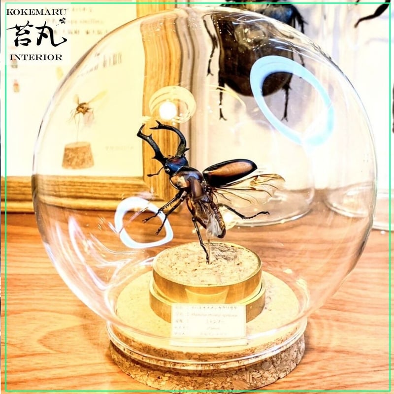 おつとめ品‼️【昆虫標本】スペキオススシカクワガタ♂50mmUP
