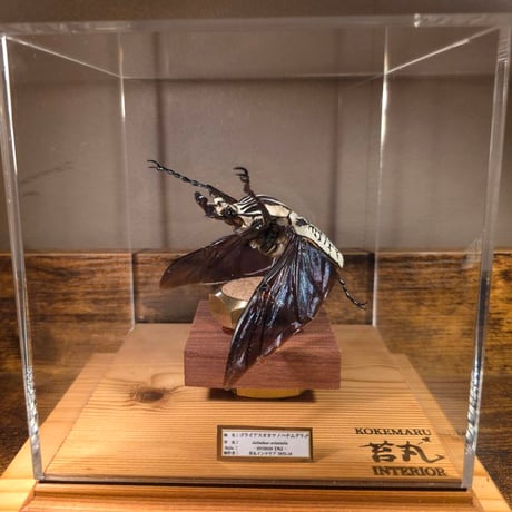 ラブラドライト標本 木製台座付き 木製台座付き】ラブラドライト 龍彫刻