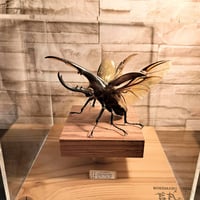 HYOHON『角』15】タランドゥスオオツヤクワガタ♂83.7mm | 苔丸