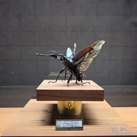 HYOHON『角』s20】ヘラクレスオオカブト♂142.3mm 立体標本立体飛翔