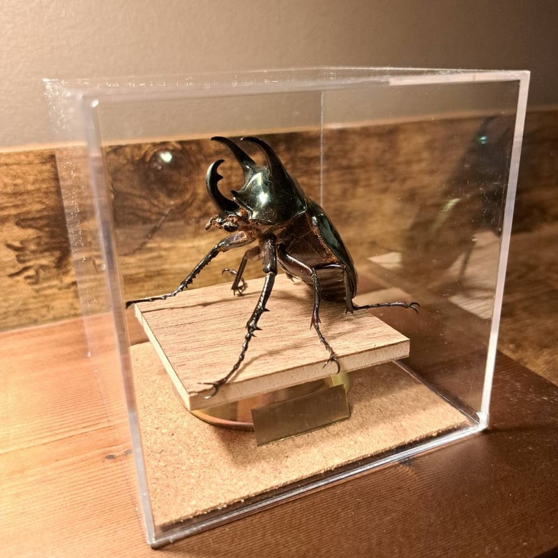 アトラスオオカブト標本 ゴホンヅノカブト標本