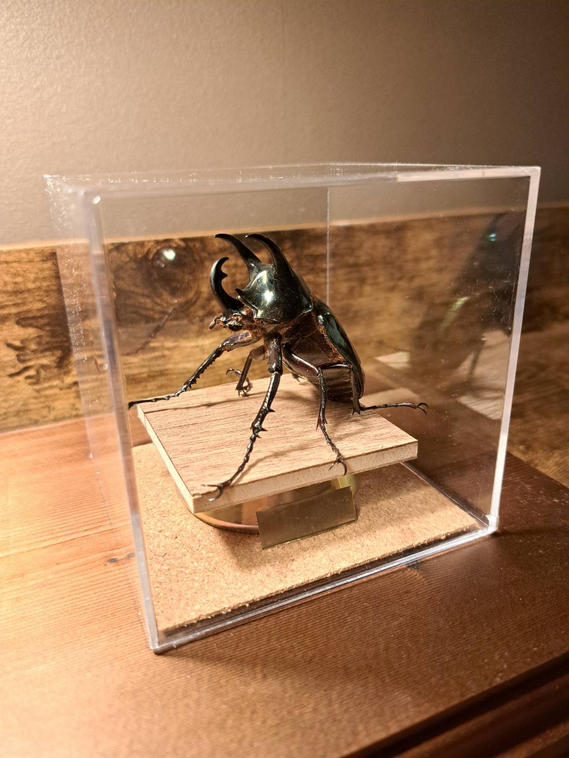 昆虫標本】アトラスオオカブト♂ 立体標本 キューブケース展示 | 苔丸