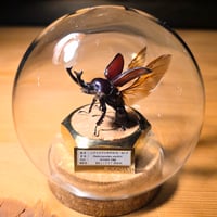 【HYOHON-球(kyu)-光和】ニジイロクワガタ♂(紫紺ピカール)-Phalacrognathus muelleri-