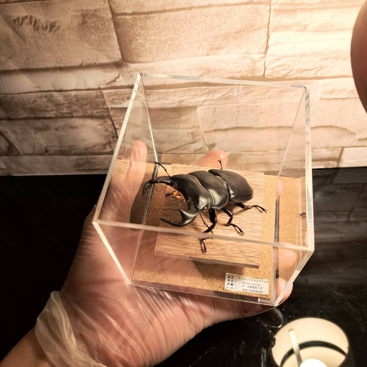 昆虫標本】アンタエウスオオクワガタ♂ 立体標本仕上げキューブケース