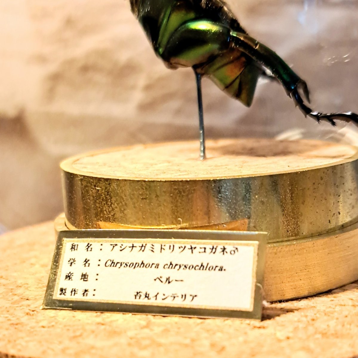 アシナガコガネ　標本　大量 アシナガコガネ 標本 大量 アシナガコガネ 標本 大量 2025年最新