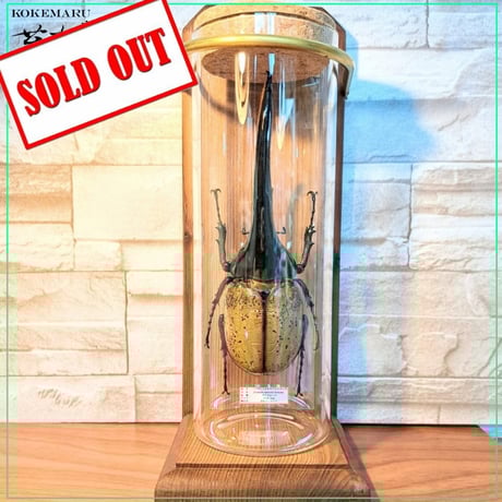 ヘラクレスオオカブト | STORES