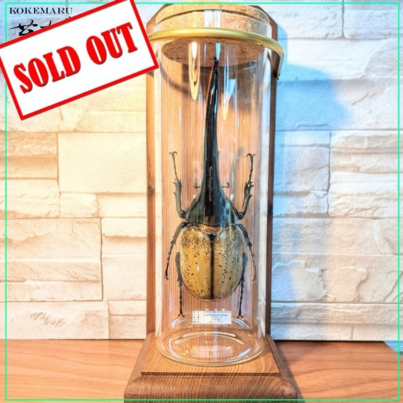 ラグジュアリー【昆虫標本】特大サイズヘラクレスオオカブト