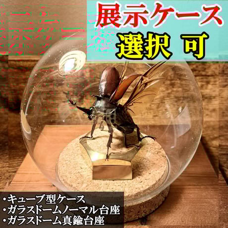 CATEGORY ○苔丸作品(インテリア標本) | 苔丸インテリア(公式