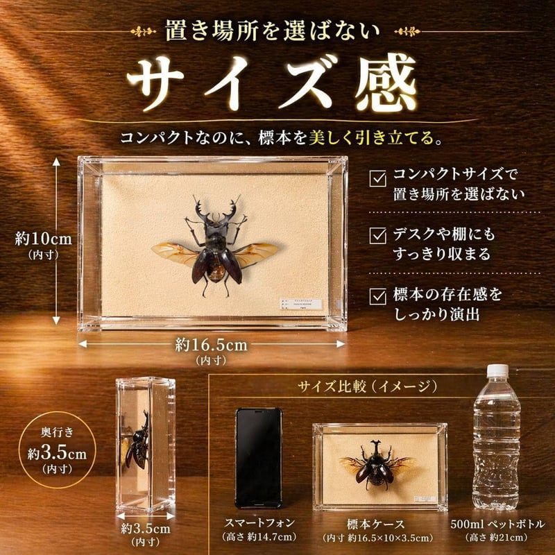 昆虫標本セット　希少 本格標本キット】初心者OK｜昆虫標本が自宅で作れる｜動画解説付き