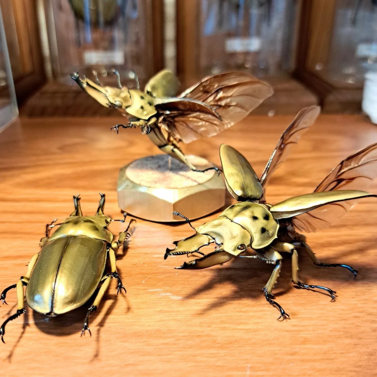 昆虫標本】ババオウゴンオニクワガタ♂57mm 立体飛翔型ガラス 昆虫標本】ババオウゴンオニクワガタ♂57mm 立体飛翔型ガラス