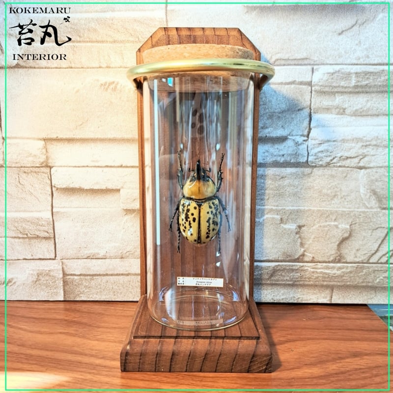 1点もの【昆虫標本】(中サイズ)ティティウスシロカブト♂ 中