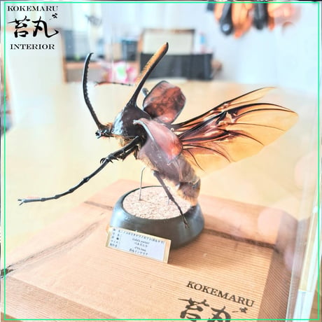 １点もの【昆虫標本】ゴロファ・ポルテリ♂94.1mm飛翔 透明ケース展示